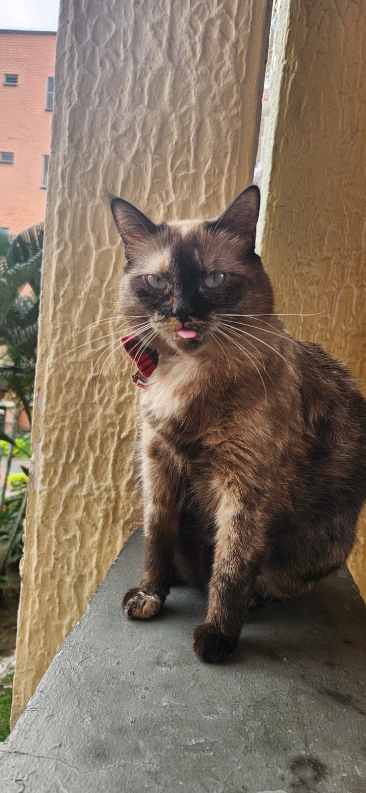 Mishi