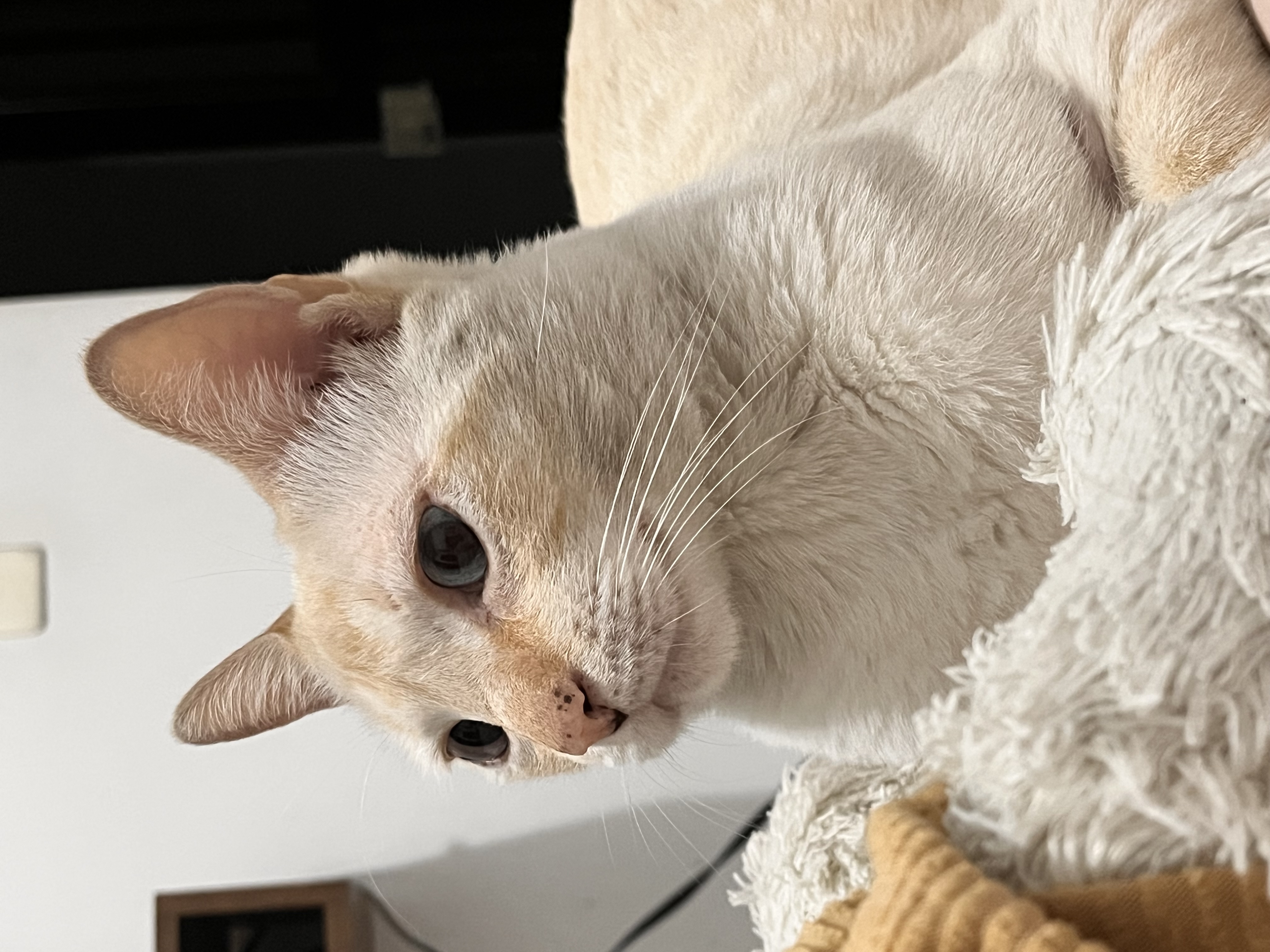 Teo