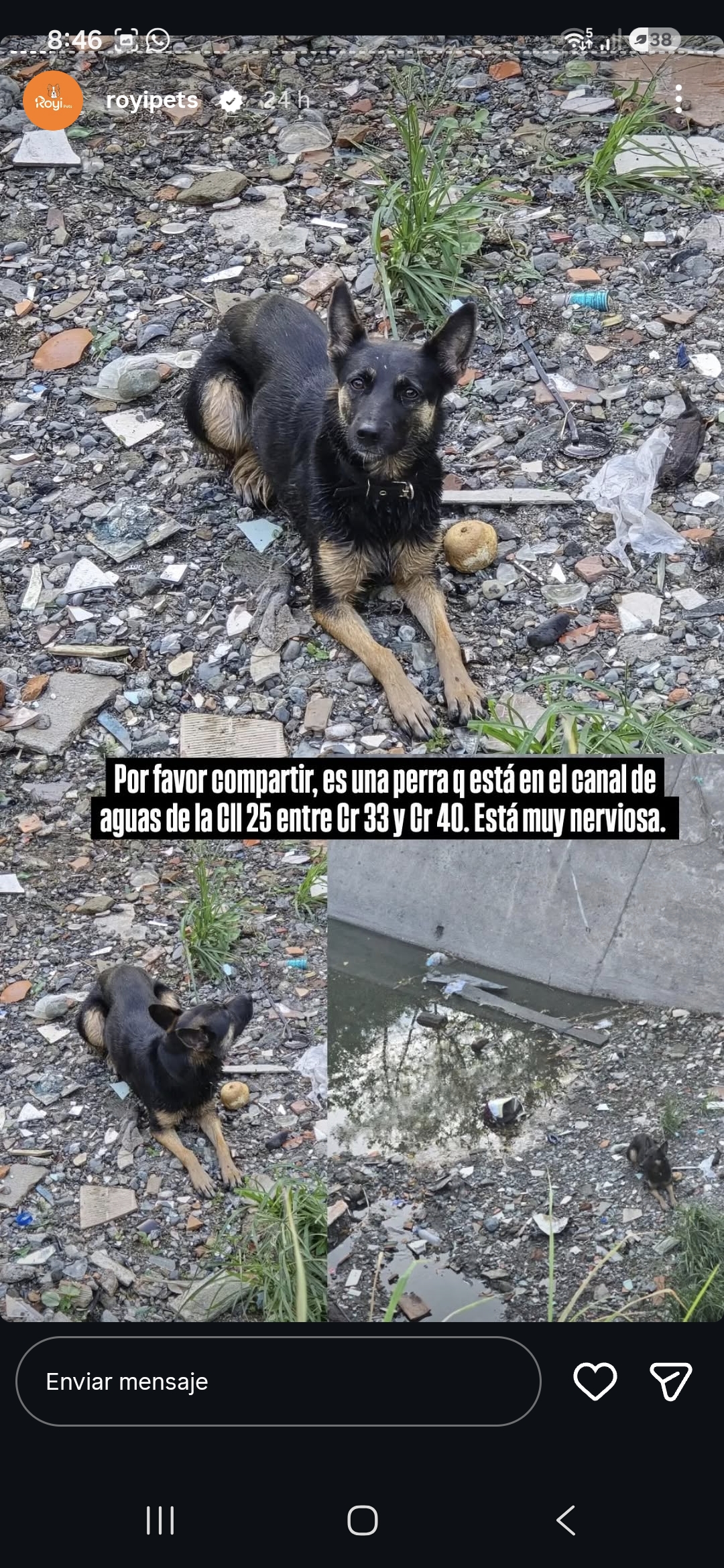 Perrita negra
