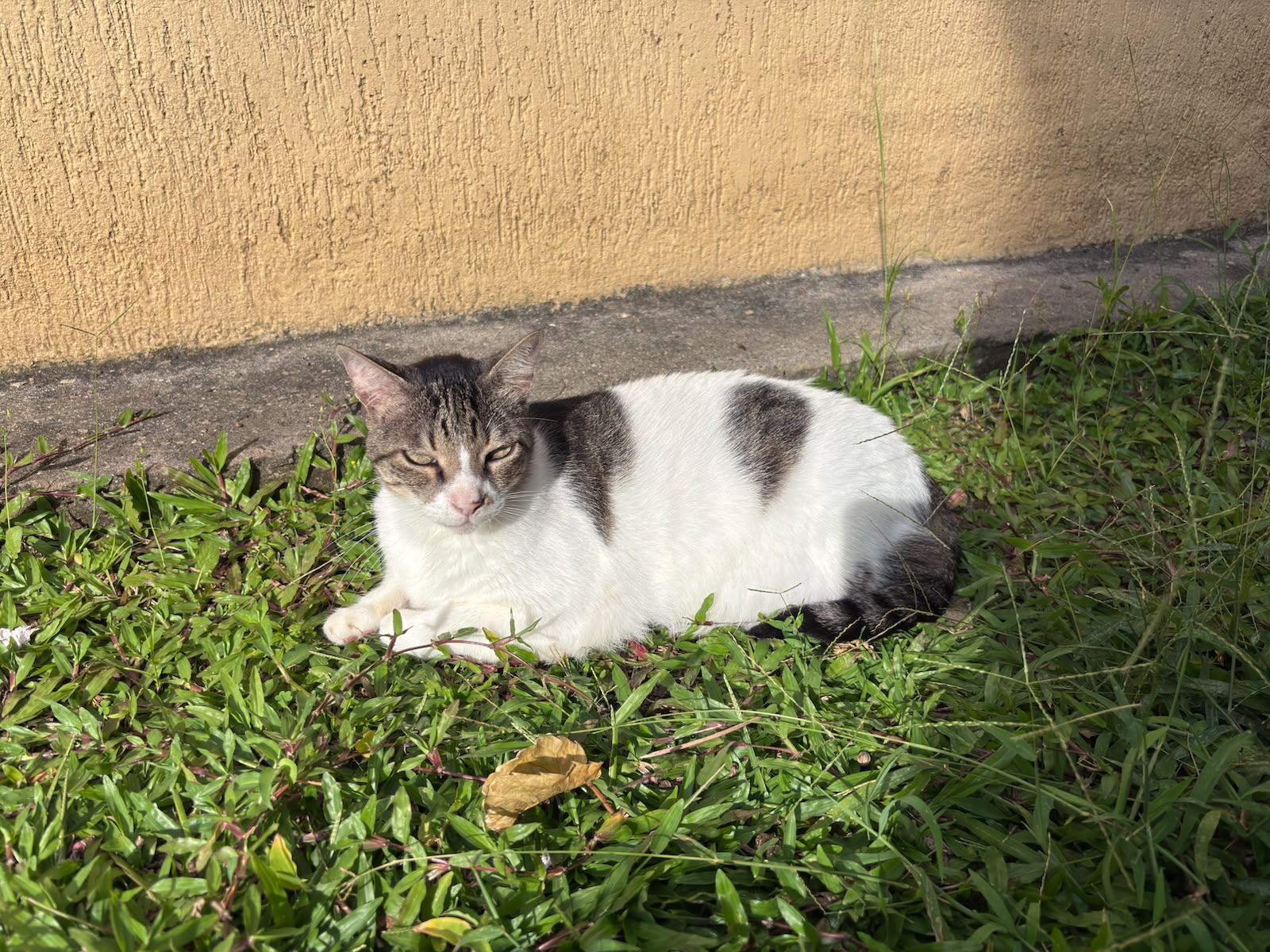 Niño / Wilberto 
