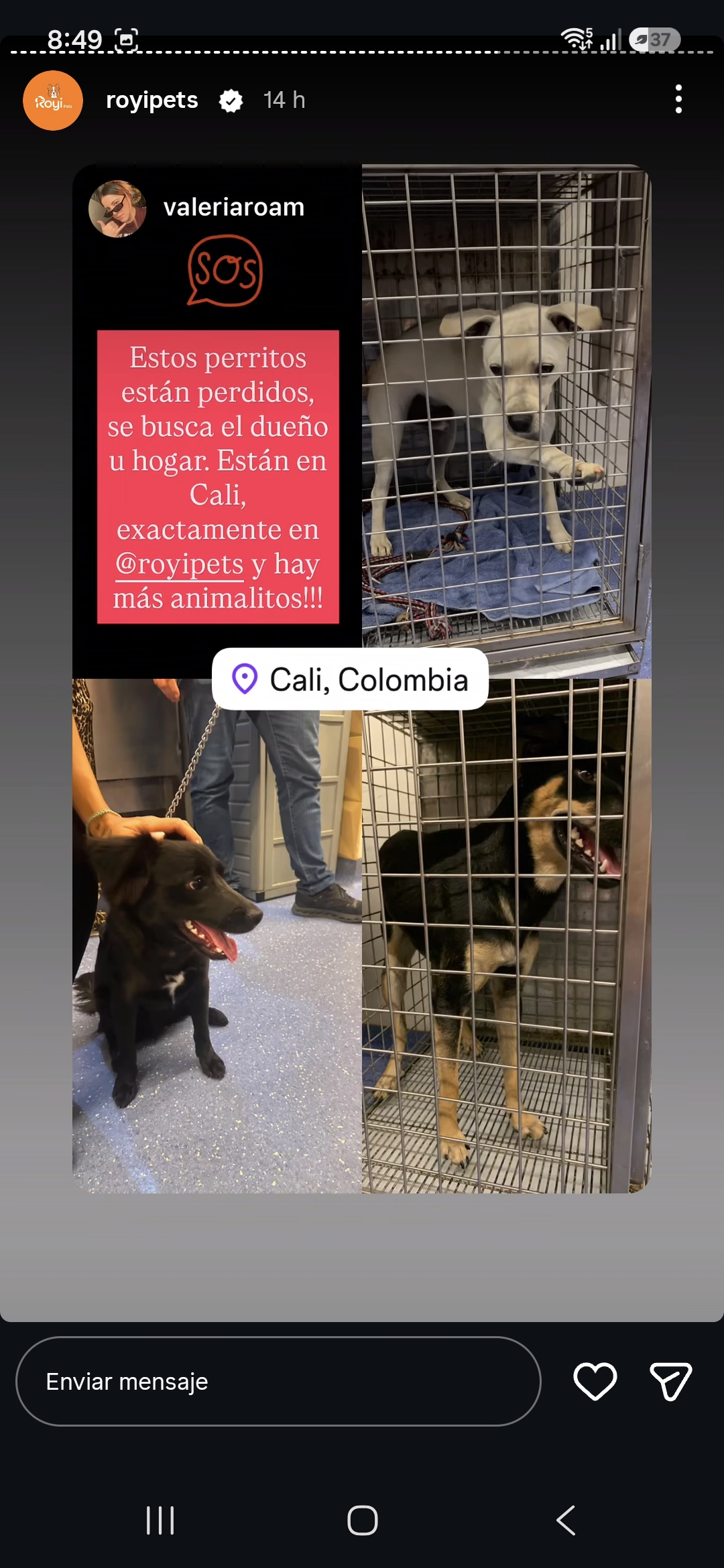 3 perros