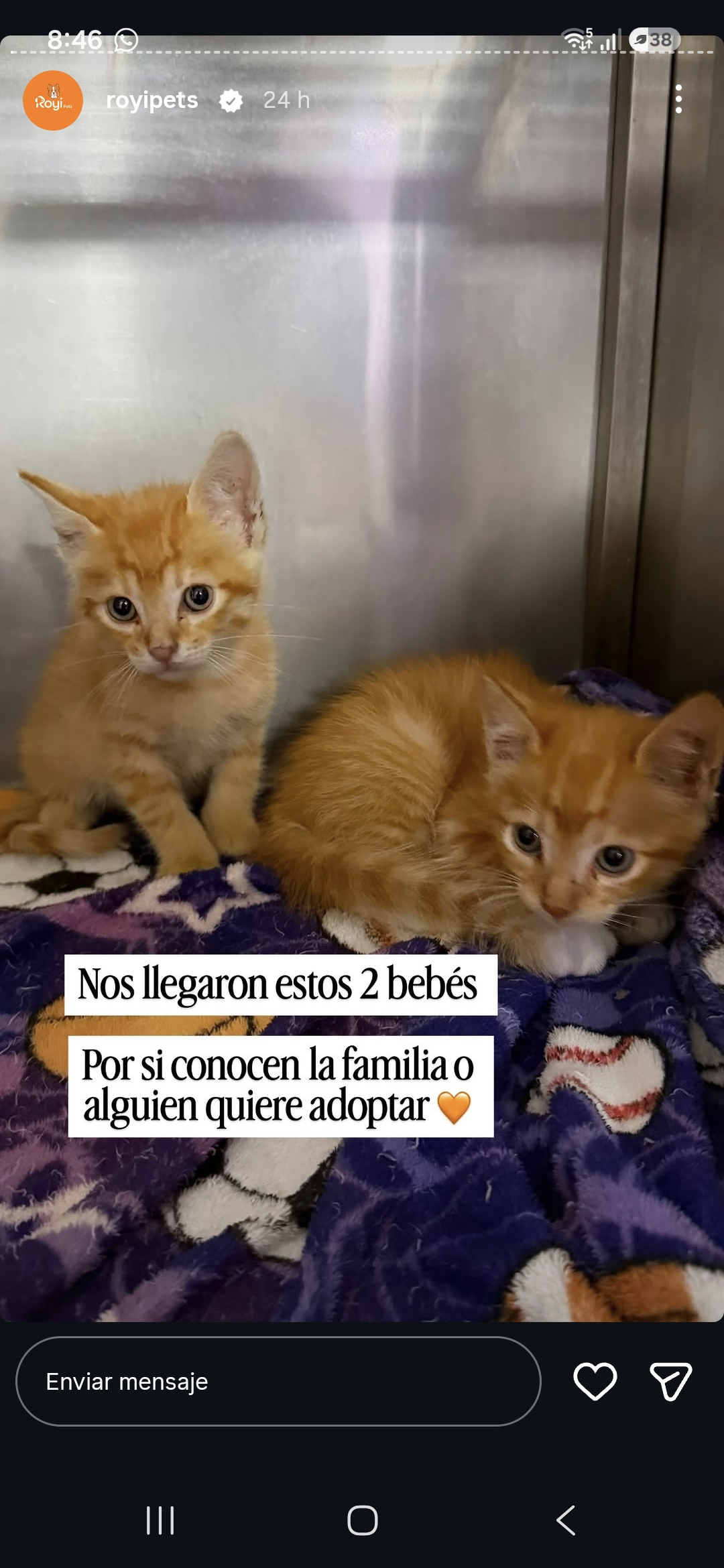 2 gaticos naranja