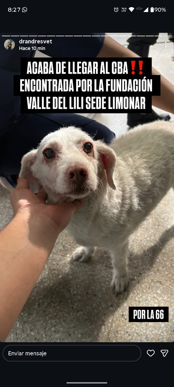 Perro blanco