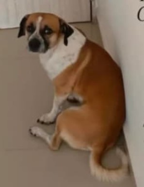 Roqui